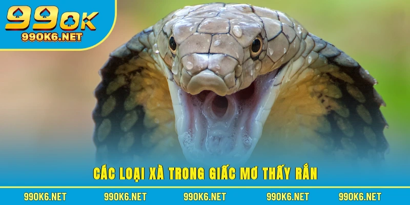 Các loại xà trong giấc mơ thấy rắn