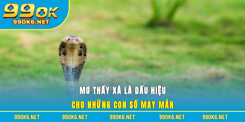 Mơ thấy xà là dấu hiệu cho những con số may mắn 